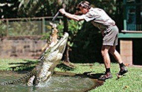 Reef And Rainforest Connections - Attractions Sydney 3