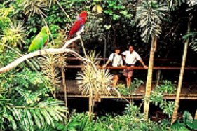 Reef And Rainforest Connections - Attractions Sydney 4