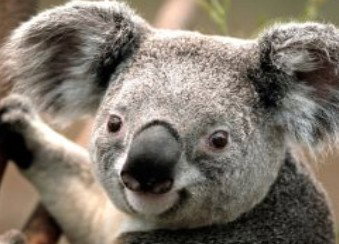 Wildlife Habitat - Attractions Sydney 0