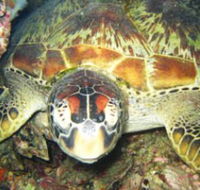 Adrenalin Snorkel and Dive - Attractions Sydney