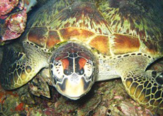 Adrenalin Snorkel And Dive - Attractions Sydney 0