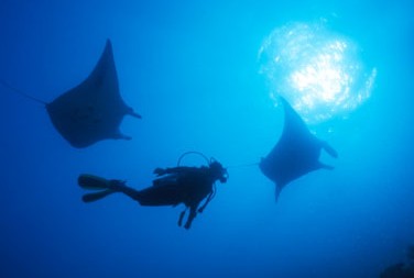 Adrenalin Snorkel And Dive - Attractions Sydney 1