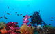 Adrenalin Snorkel And Dive - thumb 3