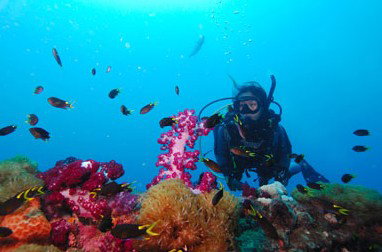 Adrenalin Snorkel And Dive - Attractions Sydney 3