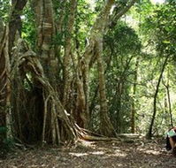 The Airlie Creek Track - Attractions Sydney