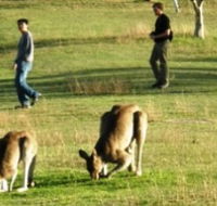 Araucaria Ecotours - Attractions Sydney