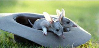 Augathella 4x4 Stock Route Trail - Attractions Sydney 2