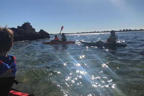Penguin Island And Fremantle - Canoe, Chocolate & Coffee - Attractions Sydney 1