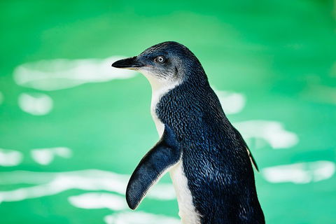 Penguin Island And Fremantle - Canoe, Chocolate & Coffee - Attractions Sydney 4