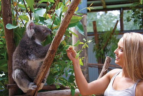 Private Guided Tour: Blue Mountains Tour From Sydney - Attractions Sydney 5