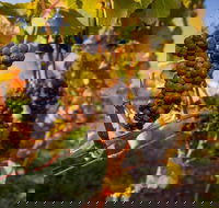 Full Day Tamar Valley Wine Tour - Attractions Sydney