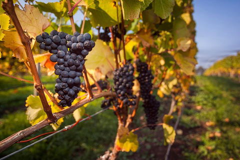 Half Day Tamar Valley Wine Tour - Attractions Sydney 1