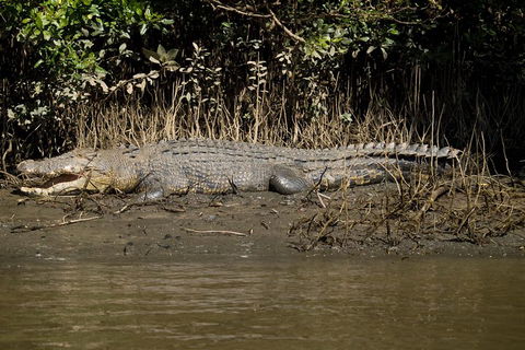 5-Day Best Of Cairns With Daintree, Kuranda, And Great Barrier Reef - Attractions Sydney 5