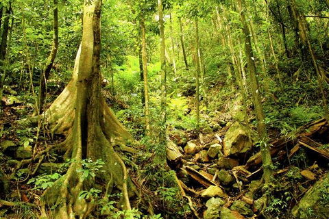 Cairns 4WD Waterfall And Rainforest Tour Including Kuranda Scenic Railway - Attractions Sydney 1