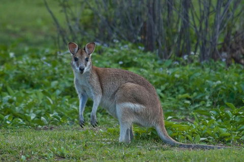 Cairns 4WD Waterfall And Rainforest Tour Including Kuranda Scenic Railway - Attractions Sydney 2
