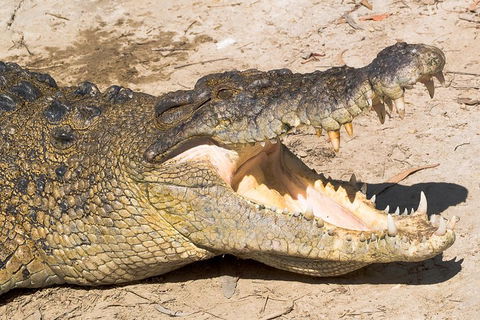 4-Day Cairns Ultimate Combo: Daintree Rainforest, Reef, Kuranda & Paronella Park - Attractions Sydney 0
