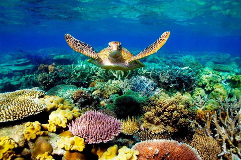 4-Day Cairns Ultimate Combo: Daintree Rainforest, Reef, Kuranda & Paronella Park - Attractions Sydney 3