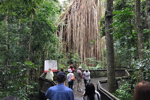 4-Day Cairns Ultimate Combo: Daintree Rainforest, Reef, Kuranda & Paronella Park - Attractions Sydney 5