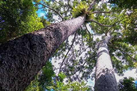 Paronella Park And Millaa Millaa Falls Full-day Tour From Cairns - Attractions Sydney 1