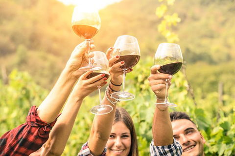 McLaren Vale Luxury Wine Tour - Attractions Sydney 2