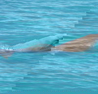Snubfin Dolphin Eco Cruise from Broome - Attractions Sydney