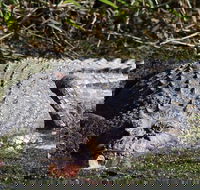 Full Day Tour in the Daintree - Attractions Sydney