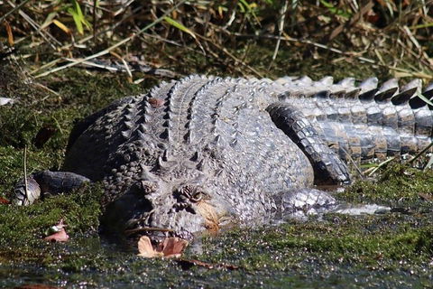 Afternoon Half-Day Daintree Rainforest And River Tour - Attractions Sydney 5
