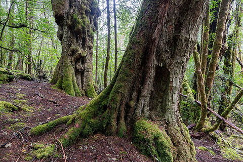 3-Day Cradle Mountain Photography Workshop - Attractions Sydney 1