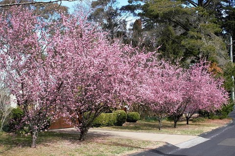 Blue Mountains - Attractions Sydney 1