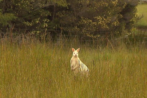 Bruny Island Day Trip From Hobart - Attractions Sydney 5