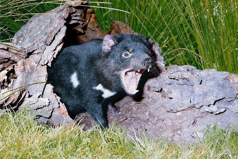 Private Blue Mountains Tour With Kangaroo And Koala Experience - Attractions Sydney 0