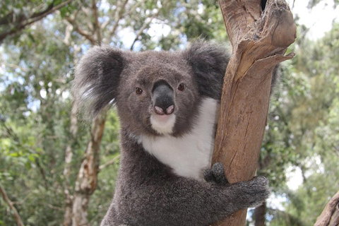 Private Blue Mountains Tour With Kangaroo And Koala Experience - Attractions Sydney 2