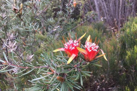 Private Blue Mountains Tour With Kangaroo And Koala Experience - Attractions Sydney 4