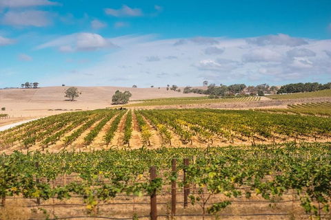 Barossa Valley Private Tour (from 2 To 11 People) - Attractions Sydney 2