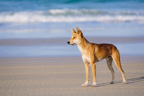 Fraser Island 4WD Tour From Rainbow Beach - Attractions Sydney 2