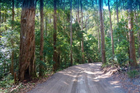 Fraser Island 4WD Tour From Rainbow Beach - Attractions Sydney 4