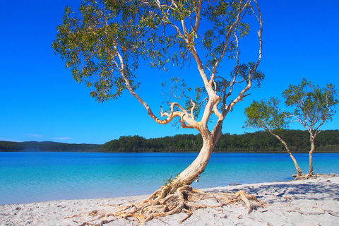 Fraser Island 4WD Tour From Rainbow Beach - Attractions Sydney 5
