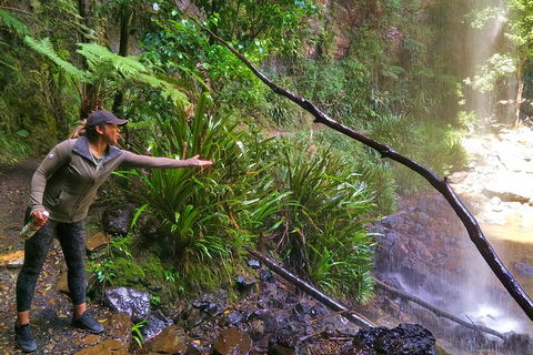 Rainforest & Waterfalls Extravaganza - Attractions Sydney 4