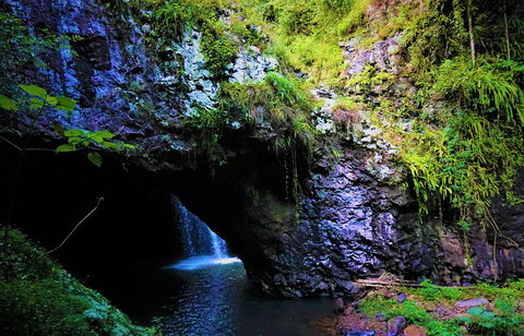 Rainforest & Waterfalls Extravaganza - Attractions Sydney 5