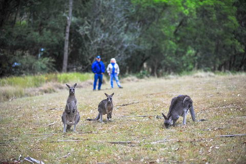 Private Blue Mountains And Winery Day-Trip From Sydney - Attractions Sydney 5