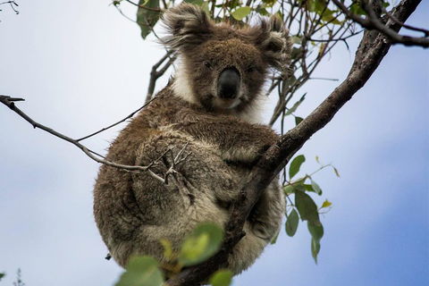 Phillip Island And French Island Wildlife Expedition - Attractions Sydney 3