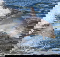Noosa Oceanrider Scenic Dolphin Safari - Attractions Sydney