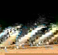 Phillip Island Penguins Private Tour - Attractions Sydney