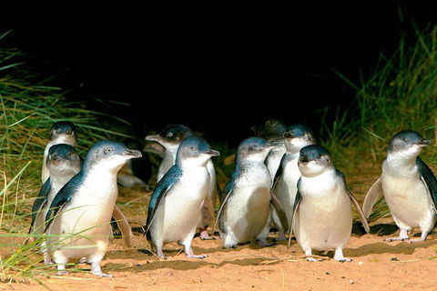 Phillip Island Penguins Private Tour - Attractions Sydney 0
