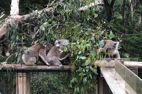 Phillip Island Penguins Private Tour - Attractions Sydney 3
