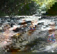 Daintree Rainforest Cape Tribulation Mossman Gorge Small-Group Day Tour - Attractions Sydney