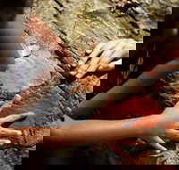 Ngana Julaymba Dungay - Full Day - Attractions Sydney