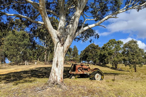 Blue Mountains Private Tour - Wild Kangaroos, Waterfalls And The Three Sisters - Attractions Sydney 1