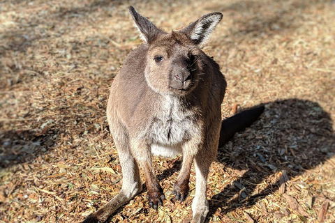 Blue Mountains Private Tour - Wild Kangaroos, Waterfalls And The Three Sisters - Attractions Sydney 2