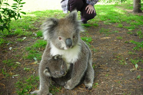 3-Day Adelaide To Melbourne Tour Including The Great Ocean Road - Attractions Sydney 3